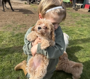 Wunderschöne Maltipoo welpen Klasse F1 Bild 7