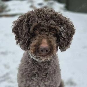 Caillou - ist verspielt&verschmust 