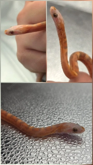 1.0 Ultramel Scaleless het Caramel  Bild 2