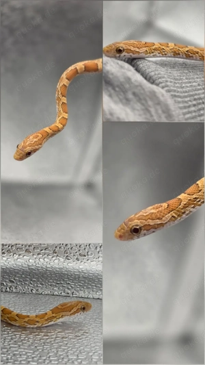 1.1 Ultramel het Terrazzo, Caramel