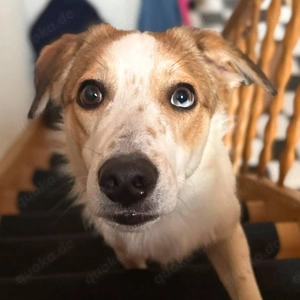 Shadow - taut immer mehr auf  Bild 6