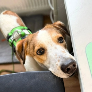 Shadow - taut immer mehr auf  Bild 4