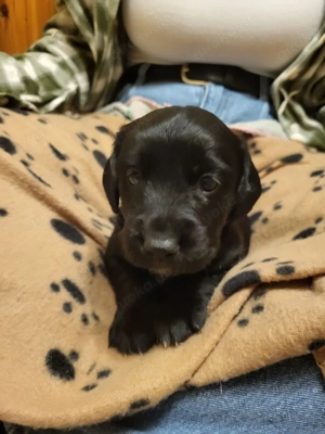 Welpen, Mischlinge Mittelschnauzer Labrador