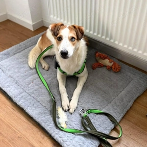 Shadow - taut immer mehr auf  Bild 3