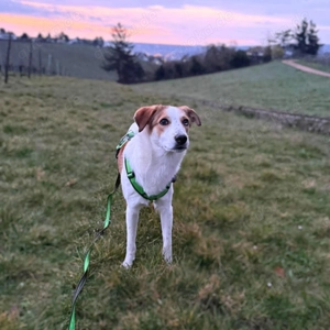 Shadow - taut immer mehr auf  Bild 5