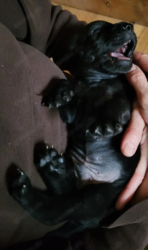 Welpen, Mischlinge Mittelschnauzer Labrador AKTUALISIERTE FOTOS