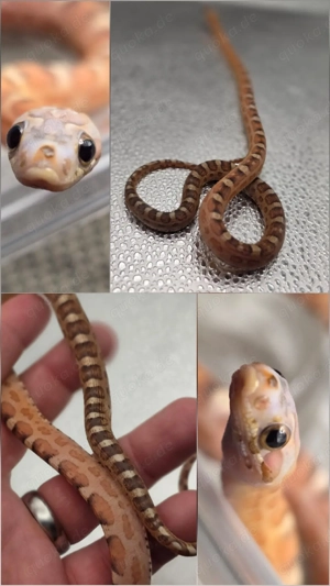 1.0 Scaleless het Caramel Ultramel Terrazzo 