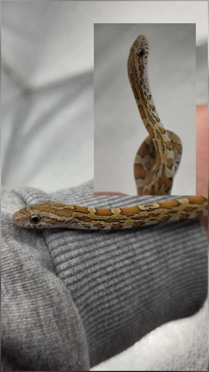 Wildfarben Classic ph Scaleless Caramel Hypo 