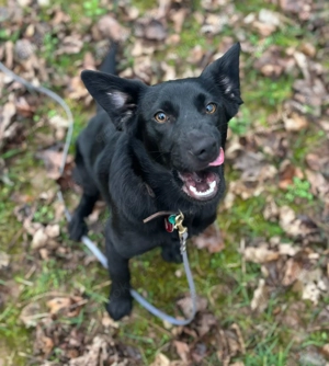 Dante, junger Herzenshund 