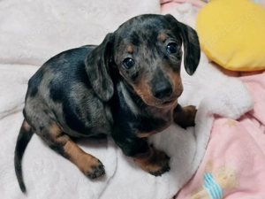 Dackel Welpe Merle Tigerdackel 