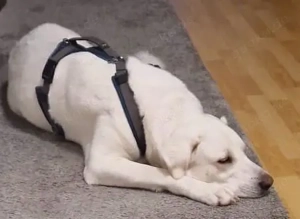 Blanca   liebevolle Kuvasz-Mix-Hündin sucht ihr Für-immer-Zuhause Bild 3