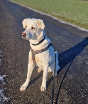 Blanca   liebevolle Kuvasz-Mix-Hündin sucht ihr Für-immer-Zuhause Bild 2