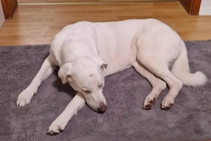 Blanca   liebevolle Kuvasz-Mix-Hündin sucht ihr Für-immer-Zuhause