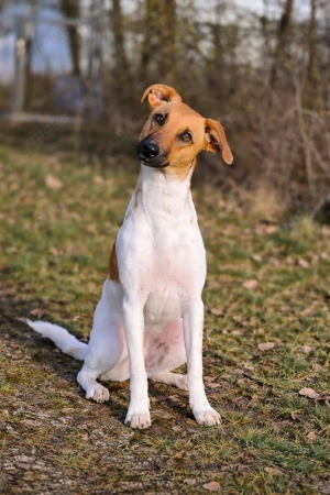 Naila - kleine Traumhündin