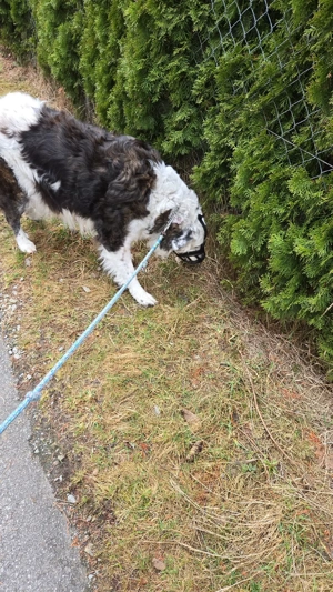 Border Colly Hündin  Bild 3