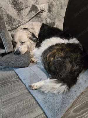 Border Colly Hündin  Bild 2