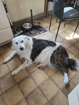 Border Colly Hündin  Bild 4