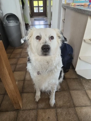 Border Colly Hündin  Bild 5