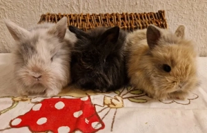 Löwenköpfchen Löwenkopf Zwergkaninchen Kaninchen Mini-Lop