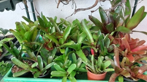 Bromelien, Farne, Moose, Orchideen, Ranken.....  Bild 3