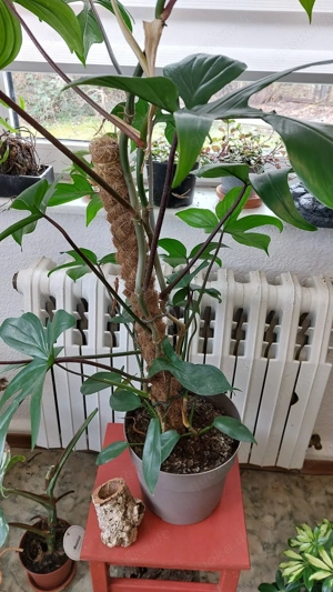 Bromelien, Farne, Moose, Orchideen, Ranken..... 