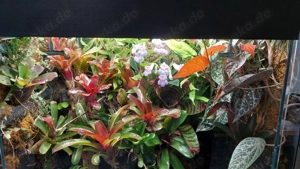 Bromelien, Farne, Moose, Orchideen, Ranken..... 