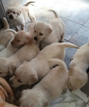 Labrador nur noch 2 Labrador-Weibchen
