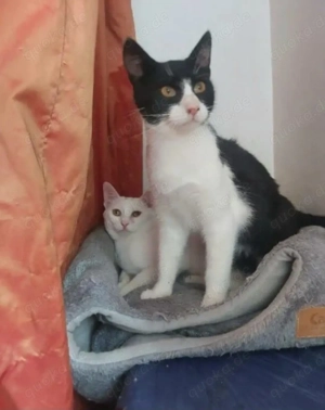 Jonas & Pipp Verspieltes Schmuseteam sucht verkuschelte Familie Bild 2