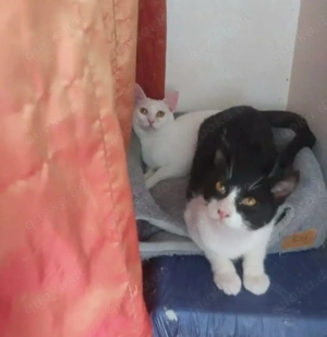 Jonas & Pipp Verspieltes Schmuseteam sucht verkuschelte Familie Bild 4