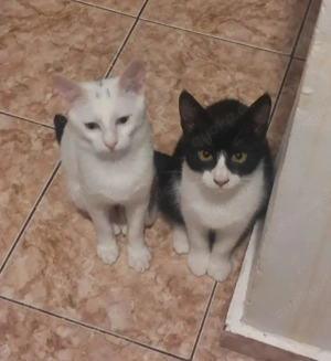 Jonas & Pipp Verspieltes Schmuseteam sucht verkuschelte Familie Bild 3