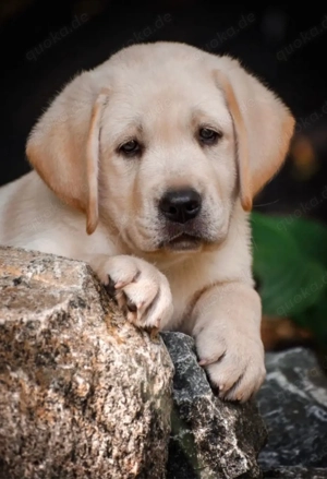 Labrador 2 Welpen
