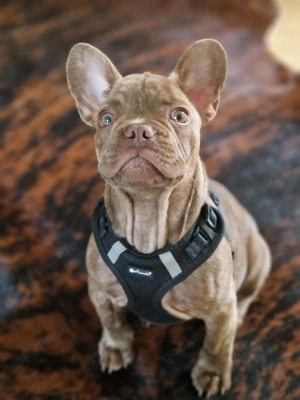 Deckrüde Französische Bulldogge mit 5 Generationen Stammbaum 