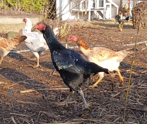 Bunte Importhühner aus Asien. Bild 2