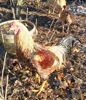 Bunte Importhühner aus Asien. Bild 10