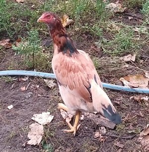 Bunte Importhühner aus Asien. Bild 3