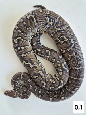 1,2 Angolapython (Python anchietae) 