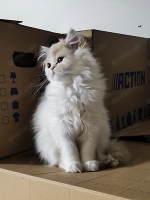 Katerchen 4 Monate Lilac White Bicolour 