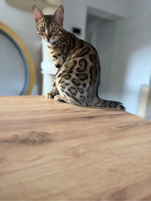 Wurfankündigung April 2026 Bild 2