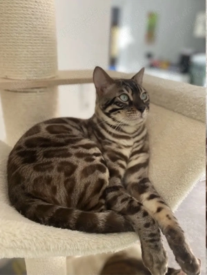 Wurfankündigung April 2026 Bild 4