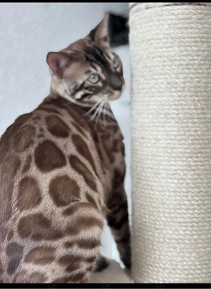 Wurfankündigung April 2026 Bild 3