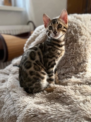 Wurfankündigung April 2026 Bild 5