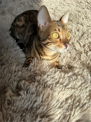 Wurfankündigung April 2026 Bild 6