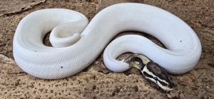 1,0 Python regius, Königspython "Piebald" DNZ 2019 Bild 2