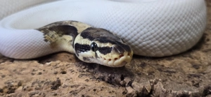 1,0 Python regius, Königspython "Piebald" DNZ 2019 Bild 3