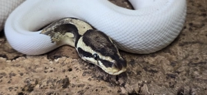 1,0 Python regius, Königspython "Piebald" DNZ 2019