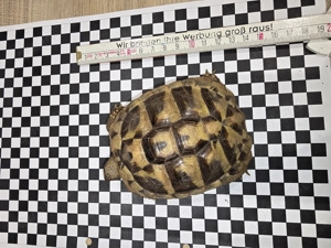  2 Griechische Landschildkröten (Testudo hermanni boettgeri) NZ 2023   gesund & munter