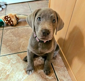 Sehr süße Labrador Welpen abzugeben