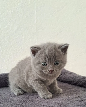 BKH (Britisch Kurzhaar) in blau Farben Kätzchen. Katzenbaby