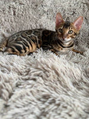 Wurfankündigung April 2026 Bild 10