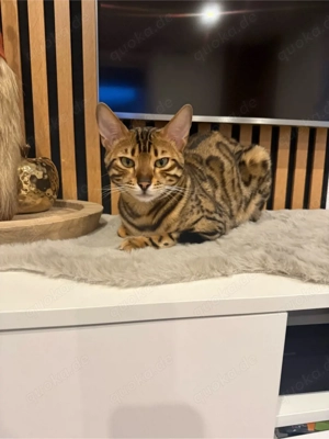 Wurfankündigung April 2026 Bild 9